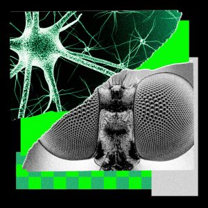 I Trained a Fly’s Brain to Generate WIRED Story Ideas