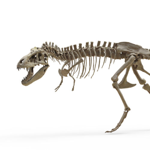 T. rex teeth indicate it ran as warm as an elephant