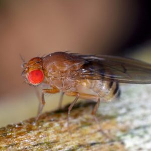 Less protein for maggots means longer lives for fruit flies