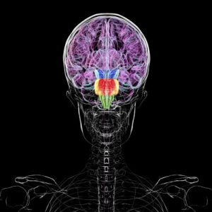 Contrary to some reports, you don't have two brains