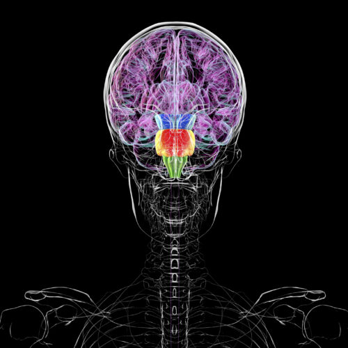 Contrary to some reports, you don't have two brains