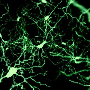 Finding the cells that put our brain to sleep