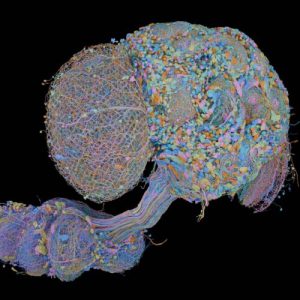 Second complete map of a fruit fly brain completed