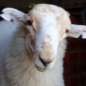 Medieval manuscripts are "biological time capsules" for deadly sheeppox virus