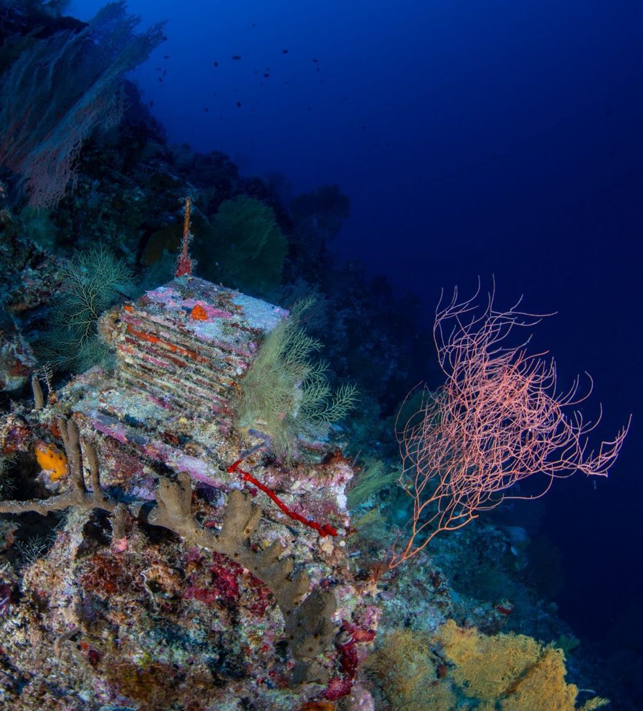 A Decade-Long Experiment Is Unlocking the Mysteries of the Ocean’s ‘Deep Reefs’