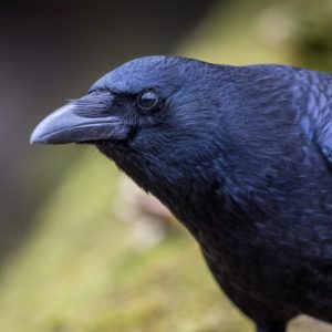 Crows can evaluate visual info twice as fast as mammals