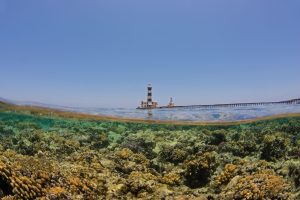 Egypt’s Climate-Resilient ‘Super Corals’ Are Starting to Feel the Heat