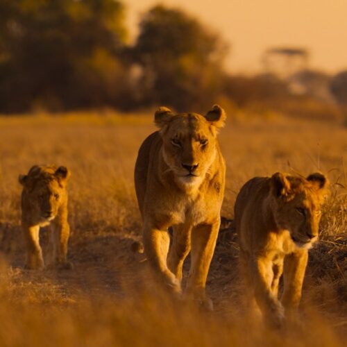 Lions and cheetahs and chimps, oh my: a spotlight on Africa's diverse wildlife