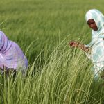 Unleashing Africa’s Women Agripreneurs