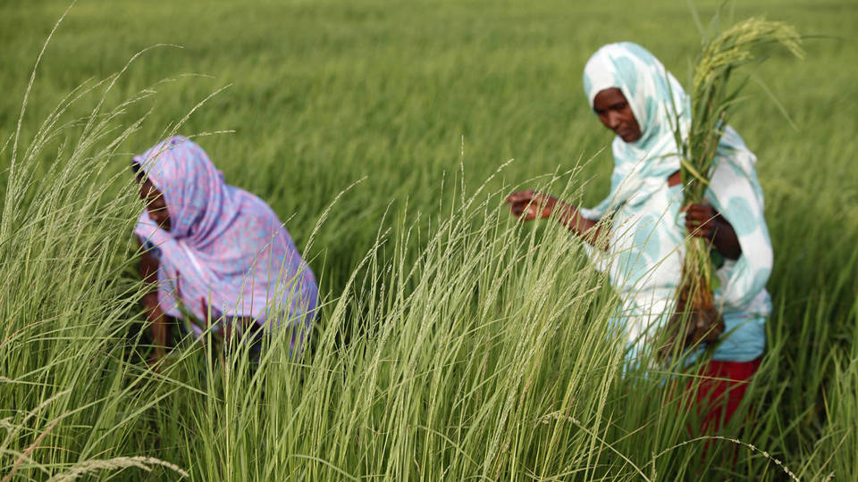 Unleashing Africa’s Women Agripreneurs