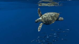 Conserving a Connected Ocean