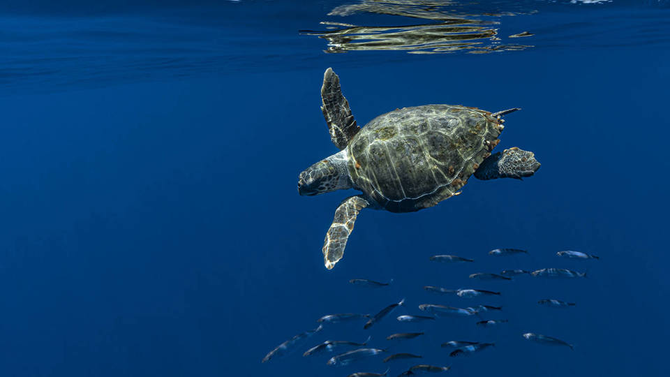 Conserving a Connected Ocean