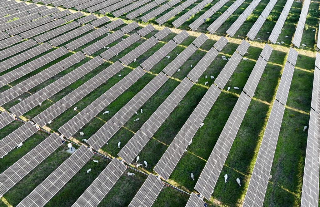 California and Texas are swimming in solar + storage | Factor This Brief